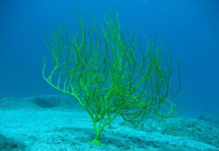 Variedad de gorgonia